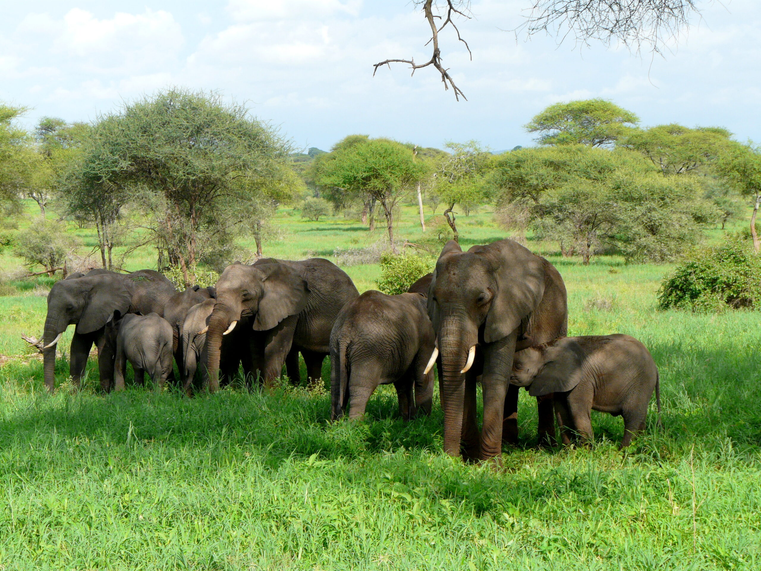 éléphants dans le parc national de Tarangine